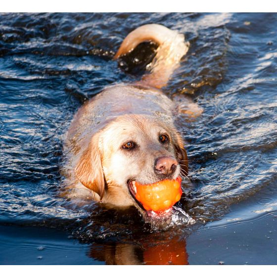 Koiran kumipallo Jolly Jumper  Ball, 10 cm