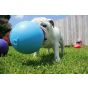 Koiranlelu Jolly Ball Tug-n-Toss, koirille
